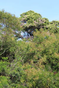 Plants and trees on field against clear sky