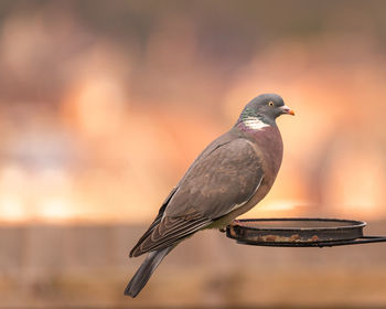 Close-up of pigeon perching