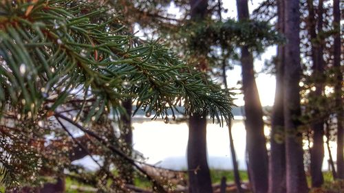 Low angle view of pine tree against sky