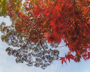 Low angle view of maple tree