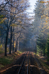 Railroad tracks in forest during autumn