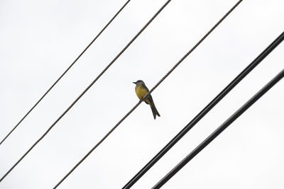 Low angle view of bird perching on cable against sky