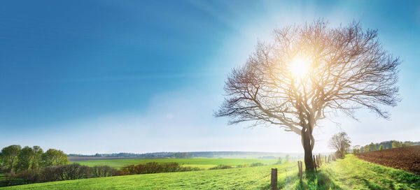 Tree on field against sky