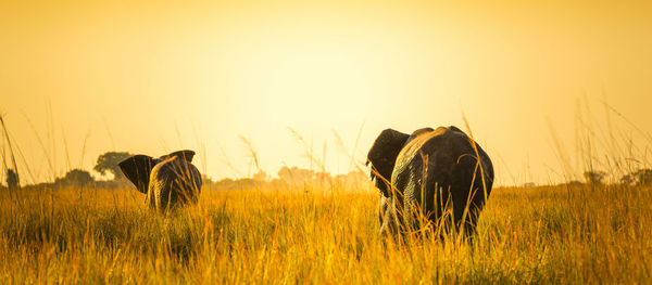 View of horse on field against sky during sunset