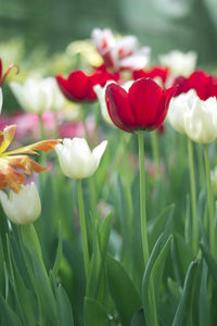 Close-up of red flowering plants