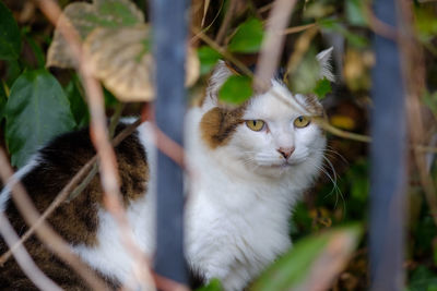 Close-up of cat looking away