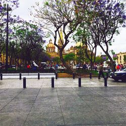 View of trees in the city