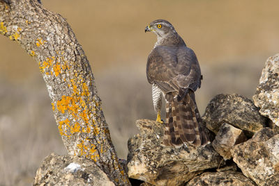 Close-up of bird perching on rock