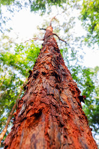 Low angle view of tree trunk