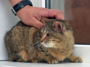 Close-up of hand holding cat