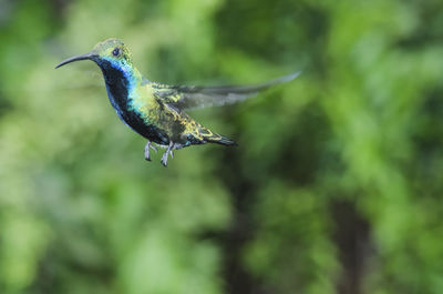 Close-up of bird flying