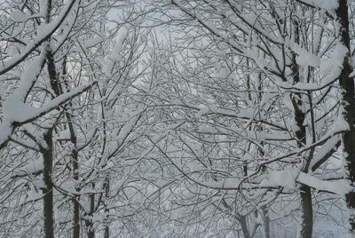 Full frame shot of bare tree