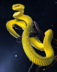 Close-up of snake