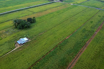 High angle view of agricultural field