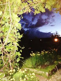 Plants and trees against sky at night