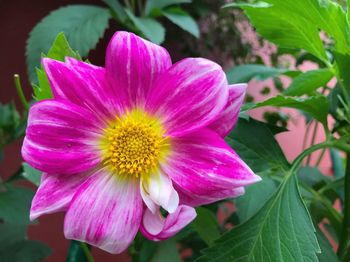 Close-up of pink flower