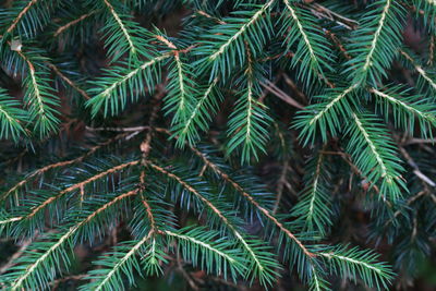 Close-up of pine tree