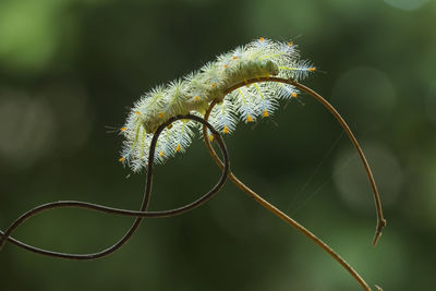 Fire caterpillar on unique branch