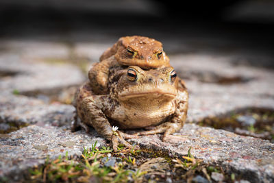 Close-up of frog on rock