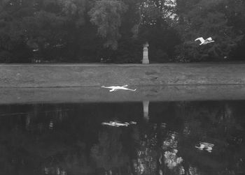 Seagull swimming in lake
