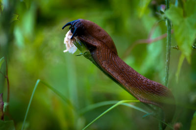 Close-up of a lizard