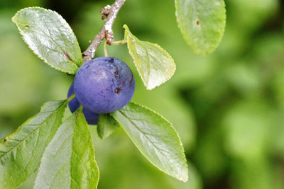 Close-up of blueberries hanging on a shrub