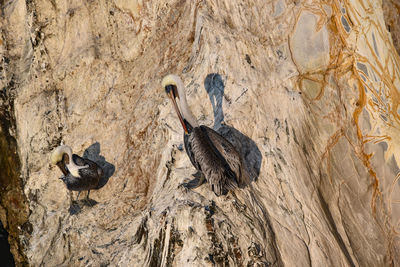 High angle view of birds on rock