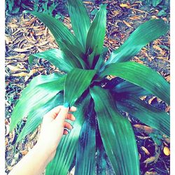 Close-up of hand holding plant