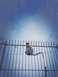 Low angle view of peacock on fence against sky