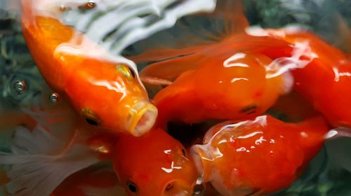 Close-up of koi fish in water