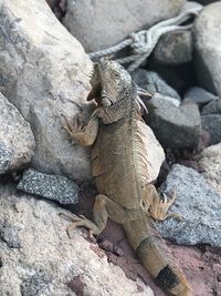 High angle view of lizard on rock