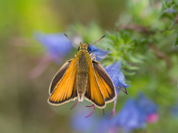 Close-up of butterfly on leaf