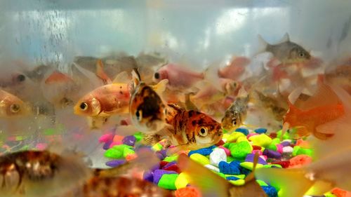 View of fish swimming in tank