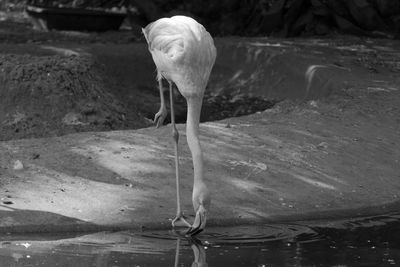 Close-up of a flamingo drinking water