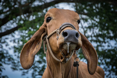 Close-up of a horse