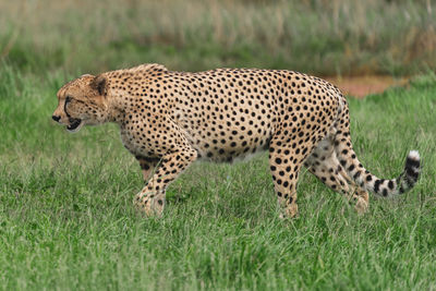 cheetah