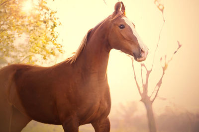 Horse standing in ranch against sky during sunset