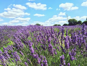 Flowering plants in field