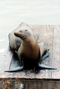 Close-up of sea lion relaxing on wood