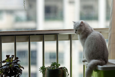Cat sitting on railing