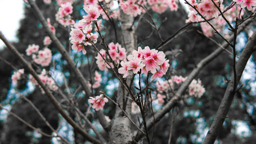 Low angle view of cherry blossom blooming on tree