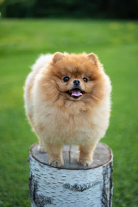 Pomeranian puppy 