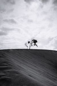 Tree on sand in desert against sky