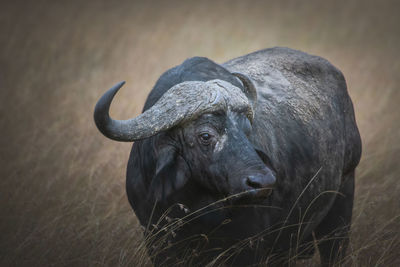 Close-up of buffalo standing on field