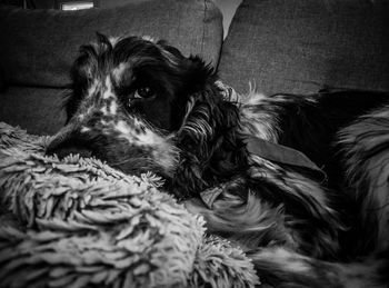 Portrait of dog relaxing on sofa