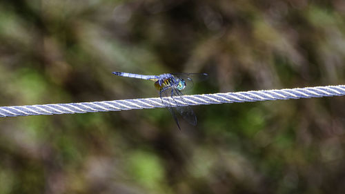 Close-up of insect on rope