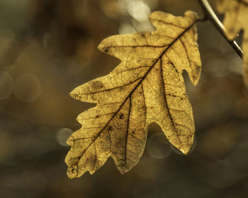 Close-up of maple leaves during autumn