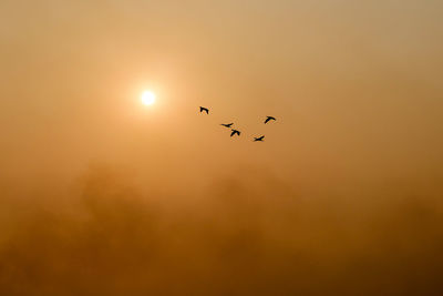 Low angle view of bird flying in sky