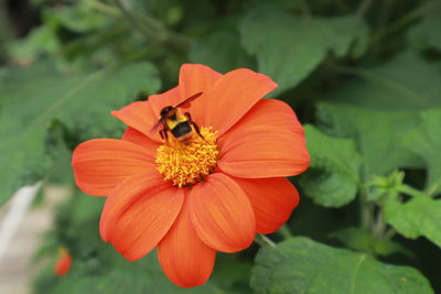 Close-up of bee pollinating on flower