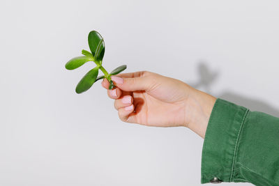 Cropped hand holding plant against white background